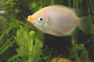 Gourami bozkávanie