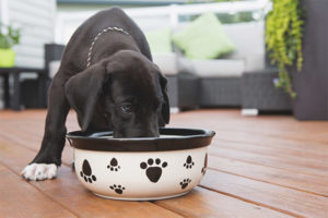 Doğumdan sonra bir köpek nasıl beslenir