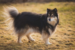 Finsk lapphund