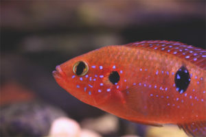 Chromis hezký