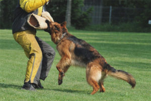 Come insegnare a un cane una squadra di fas