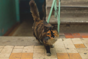 Hvordan avvenne katter for å drite i verandaen