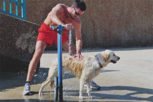 Come aiutare un cane nel caldo