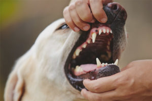 Comment comprendre les maux de dents d'un chien