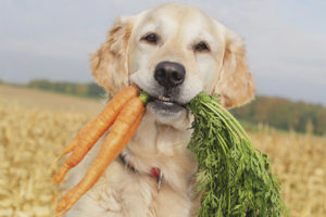 What vegetables and greens can a dog