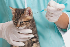 Quali vaccinazioni e quando fanno i gatti