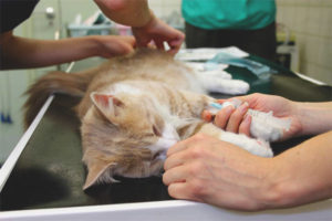 Castration cat