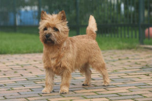 Cairn terrier