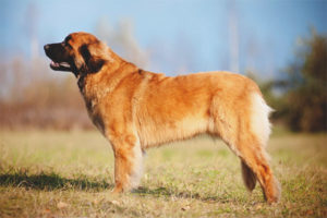 Leonberger'i