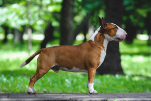 Miniatyr bull terrier