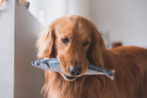 Est-il possible de donner du poisson aux chiens