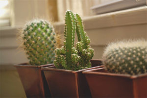 เป็นไปได้ไหมที่จะเก็บ cacti ไว้ที่บ้าน