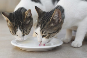 Kan katter gis melk?