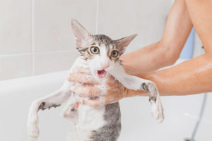 È possibile lavare un gatto con uno shampoo normale?