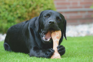 Peut-on donner des os aux chiens?