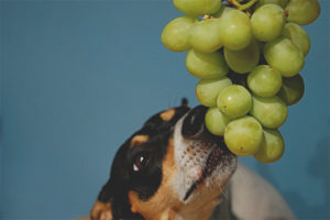 Can dogs be given grapes