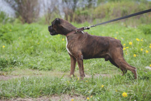 Nemecký boxer