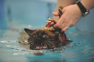 Pourquoi les chats et les chats ont peur de l'eau