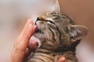 Perché i gatti leccano le persone