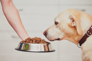 Köpek neden kuru yemek yemiyor?