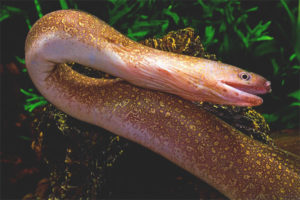 Freshwater moray eel