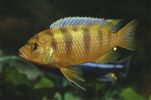 Pseudotrophaeus Lombardo