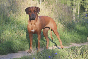 Rhodéský ridgeback