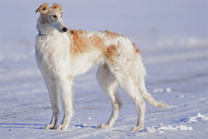 Russian canine greyhound