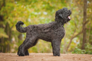 Terrier negre rus