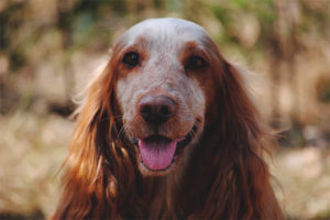 Russisk jakt spaniel