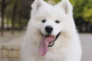 Samoyed Beğen