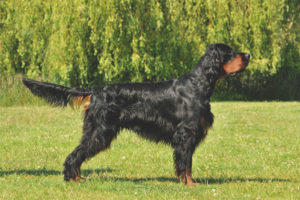 Scottish setter