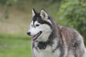 Siperian Husky