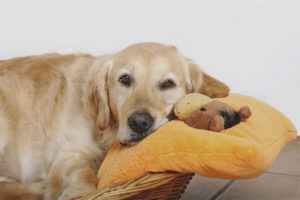 Bir köpeğin hamileliği ne kadar sürer?