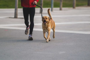 Bir köpek yürümek için günde kaç kez