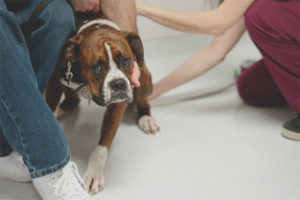 Il cane ha paura delle persone