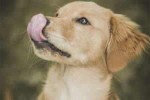 Le chien lèche constamment