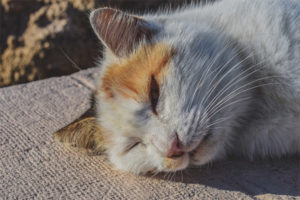 Colpo di calore nei gatti