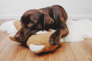 Il cane ha mal di stomaco