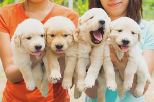 À quel âge il vaut mieux prendre un chiot