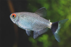 Aquarium fish filomena