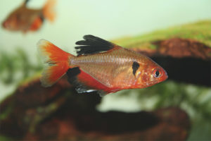 Aquarium Fish Minor