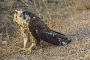 Saker Şahin