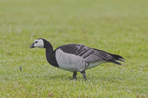 White-breasted goose