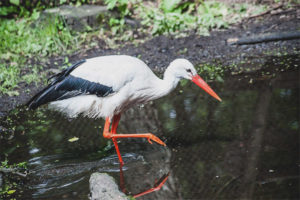 White stork