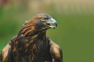 Aquila reale