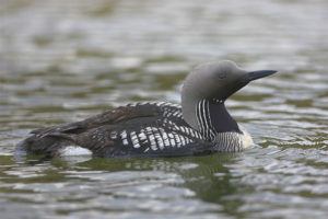 Kara gerdanlı loon