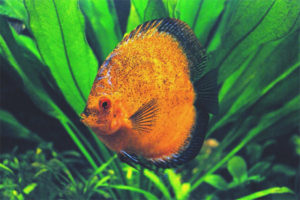 Discus