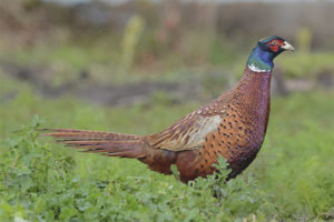 Pheasant