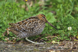 jack-snipe